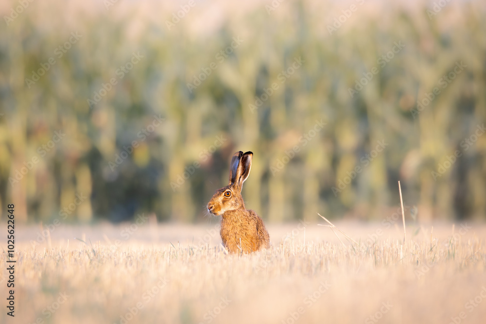 Field hare in the field, portrait Field hare in the field, portrait