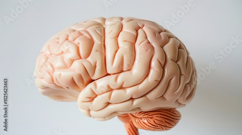 Close-up of human brain with intricate neural pathways, symbolizing cognitive biases and complex thought processes, ideal for educational or scientific presentations.