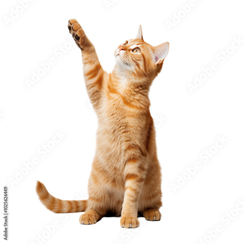 Playful orange cat reaching up in a bright studio setting