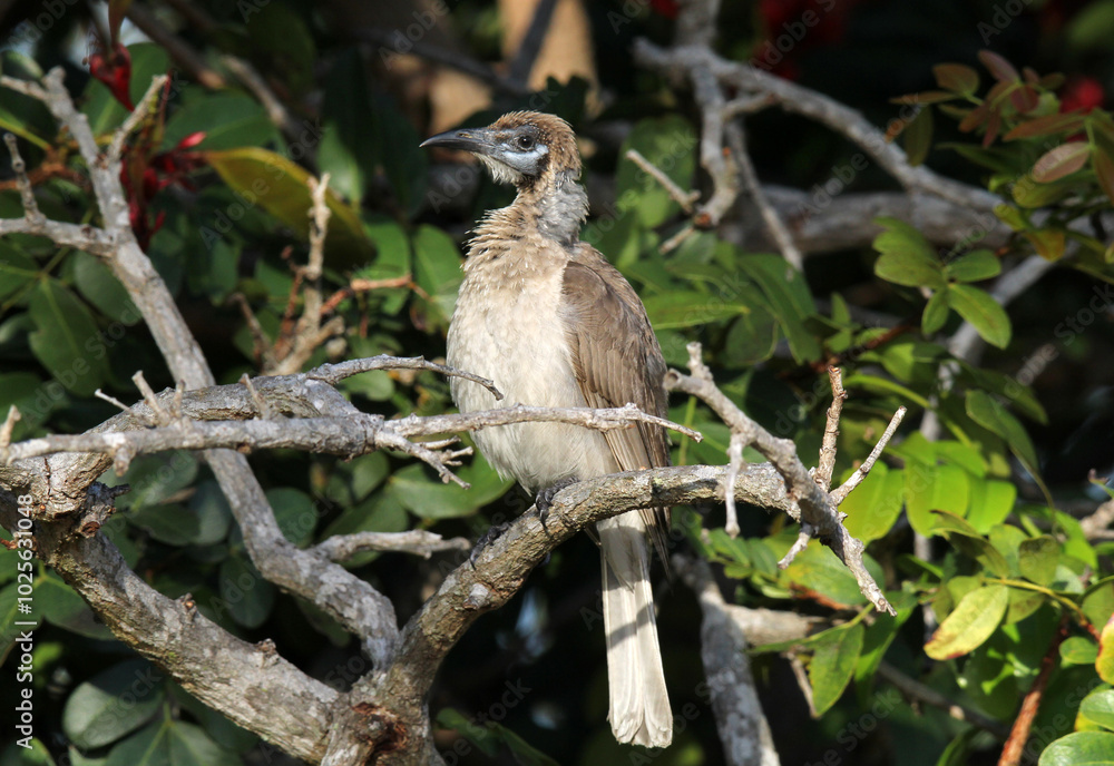 Little Friarbird bird sitting on a tree branch Little Friarbird bird sitting on a tree branch