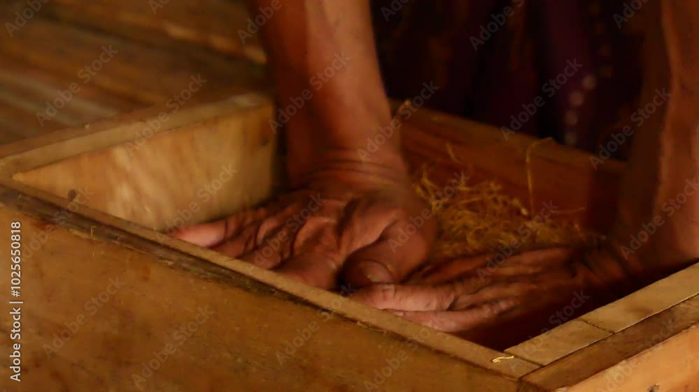 The process of wrapping tobacco leaves ready for marketing by an officer. The traditional way of wrapping dried chopped tobacco leaves. The process of checking the quality of chopped tobacco leaves. The process of wrapping tobacco leaves ready for marketing by an officer. The traditional way of wrapping dried chopped tobacco leaves. The process of checking the quality of chopped tobacco leaves.