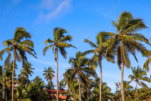 Coconut trees near beach in kovalam kerala photo