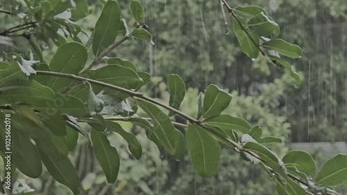 Leaves in the garden on rain