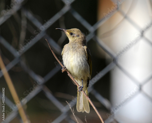 Brown honeyeater bird perched on a thin branch in Australia photo