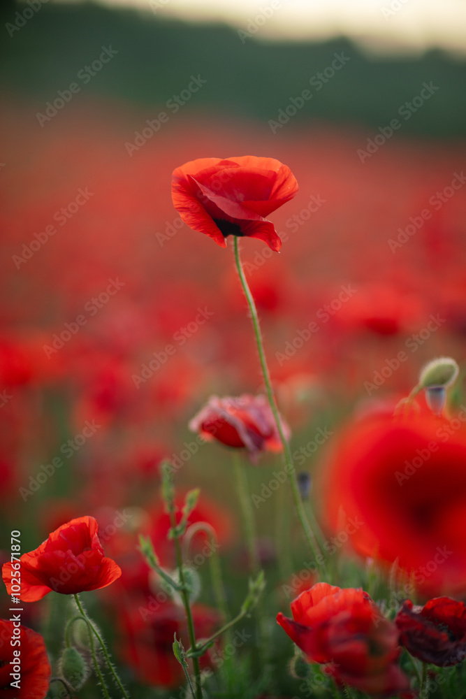 Naklejka premium Poppy Field Flowers Nature - Closeup of red poppies blooming in a field.