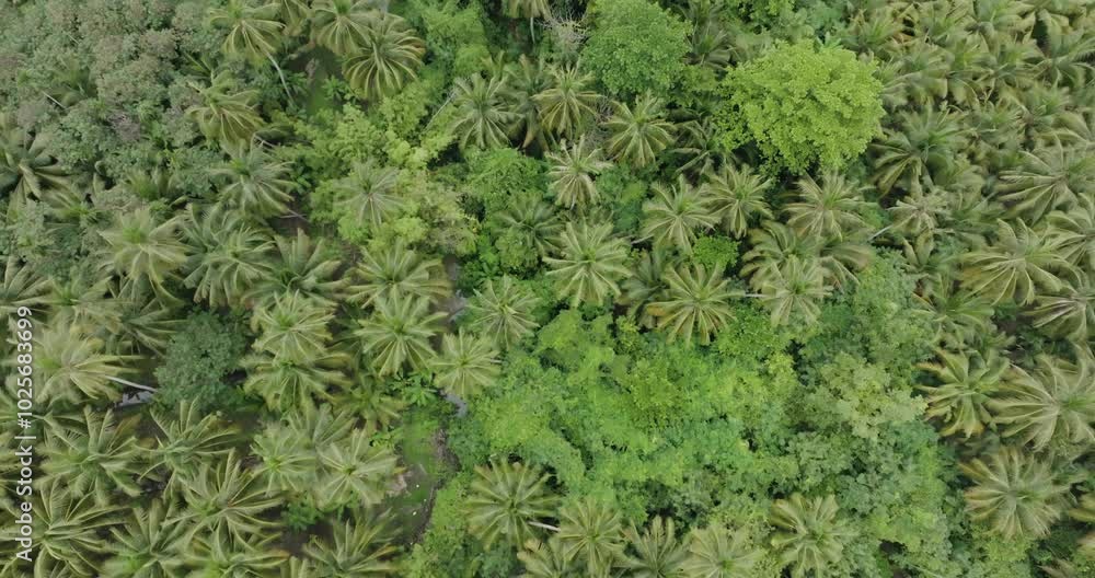 Aerial view coconut plantation tropical tree forest movement video Aerial view coconut plantation tropical tree forest movement video