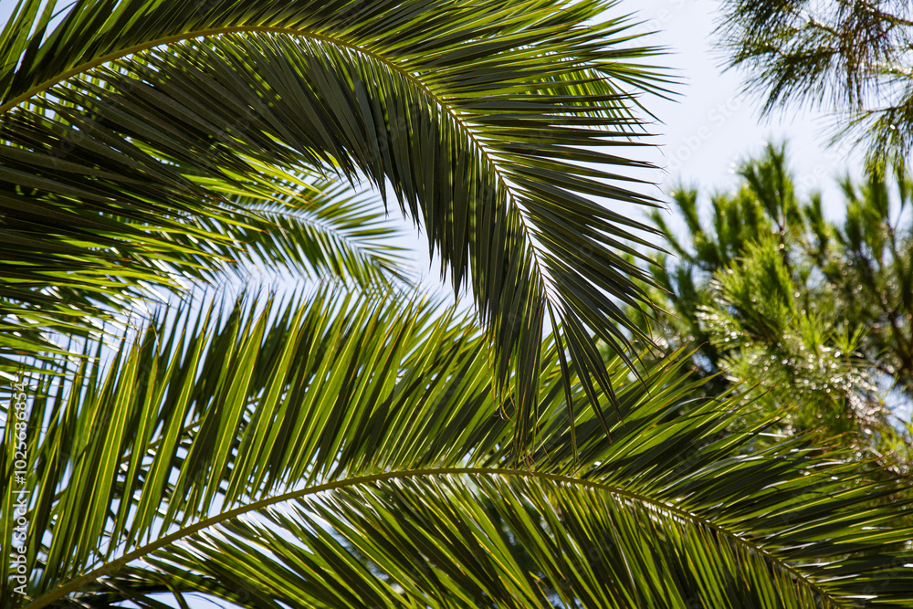 Close-up of lush green palm fronds abstract nature background Close-up of lush green palm fronds abstract nature background