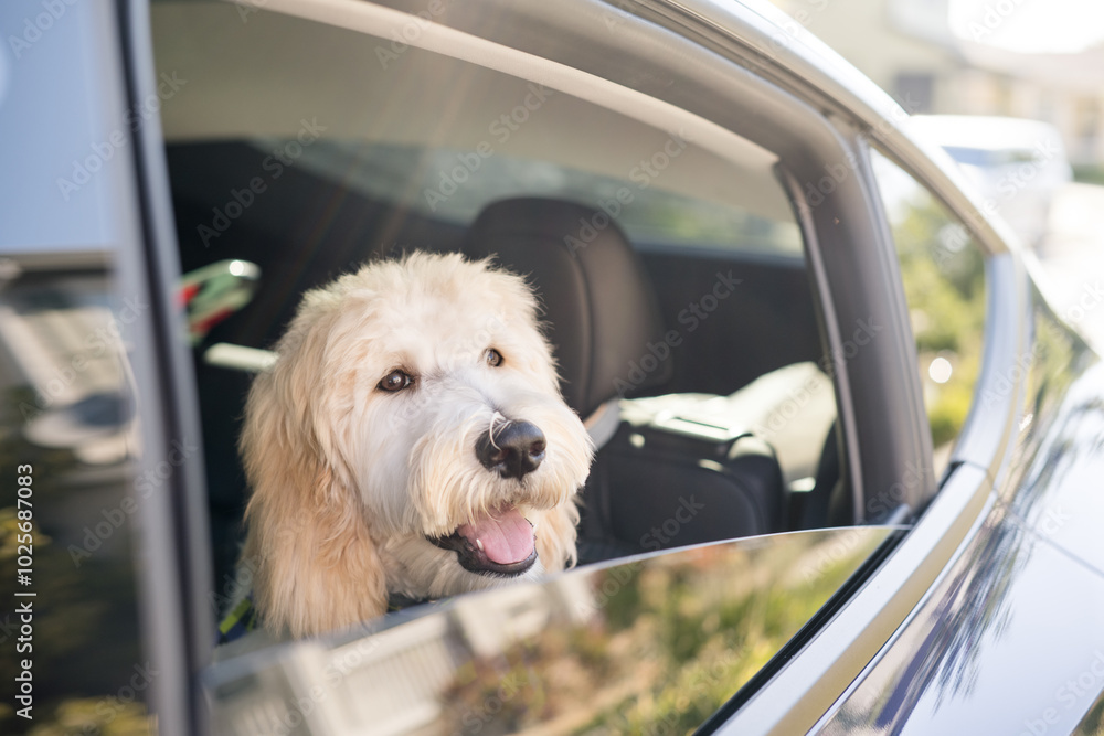 Happy dog looking out the window of a car Happy dog looking out the window of a car