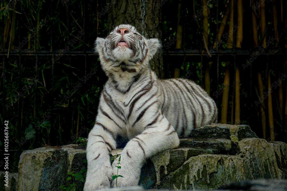 Portrait juvenile Bengal white tiger Portrait juvenile Bengal white tiger