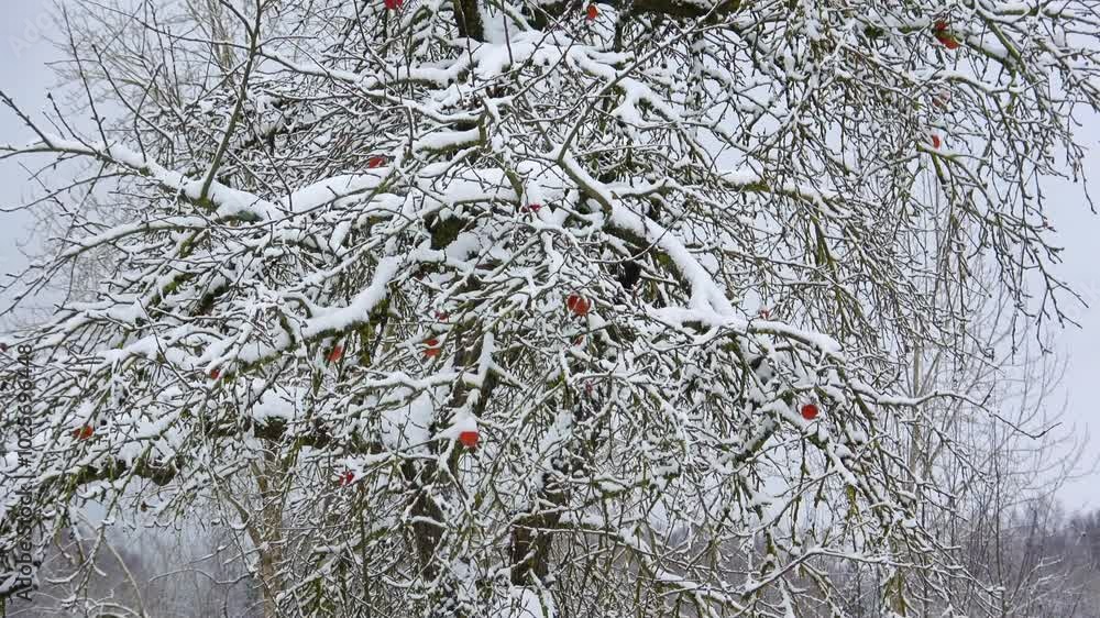 Winter fairy tale in a country estate Winter fairy tale in a country estate