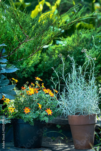 nice flowers in the garden photo