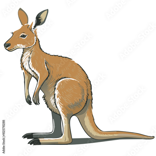 Illustrated Kangaroo Standing on White Background