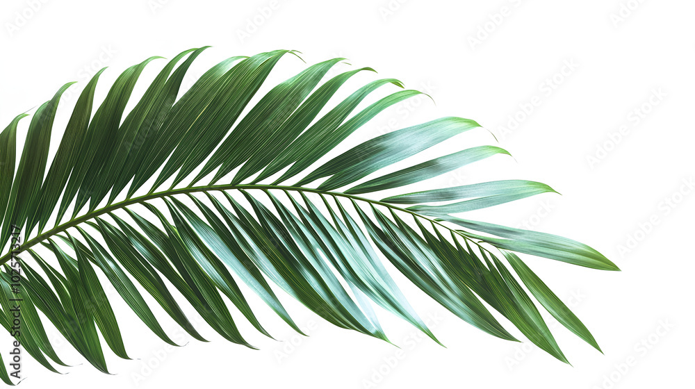 Tropical green palm leaf Tropical green palm leaf