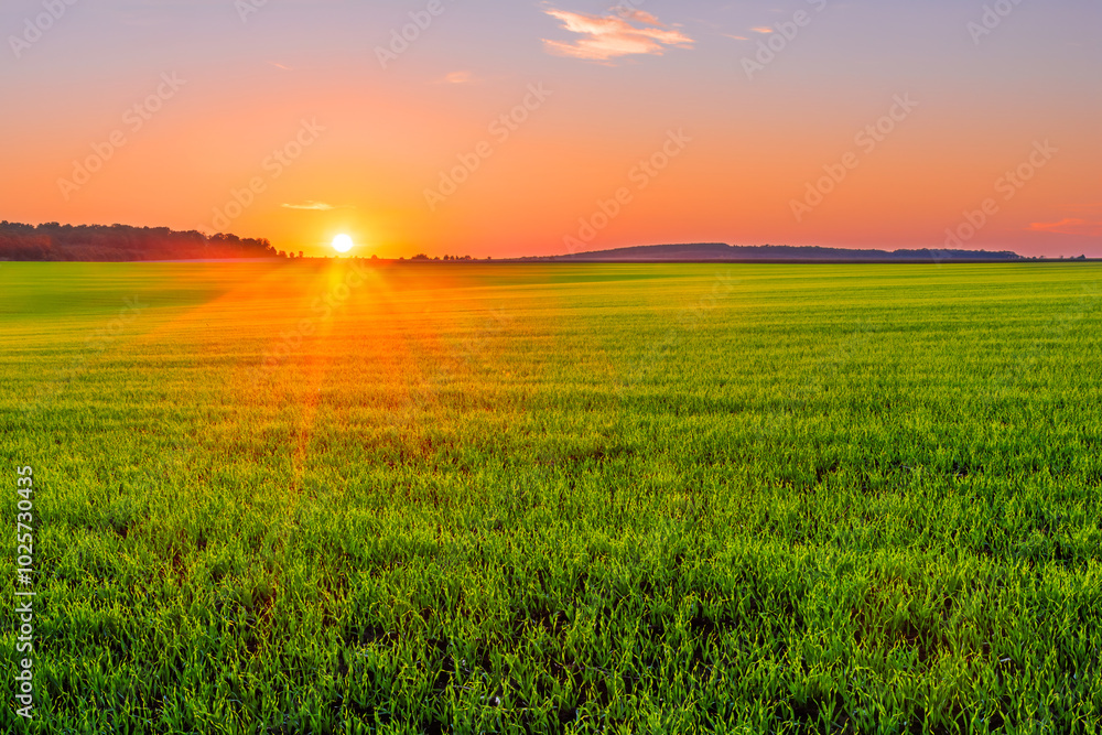 Picturesque sunset over a green field of young sprouts of winter wheat Picturesque sunset over a green field of young sprouts of winter wheat