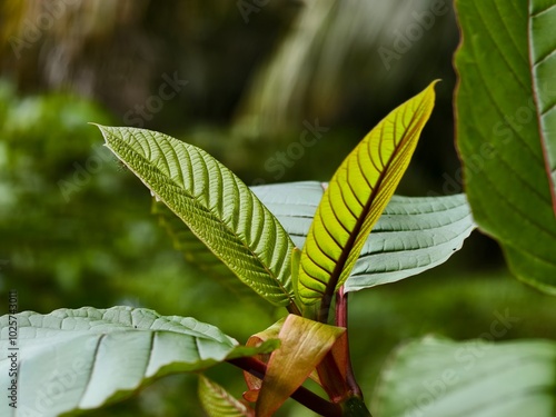 young kratom leaves close up photo