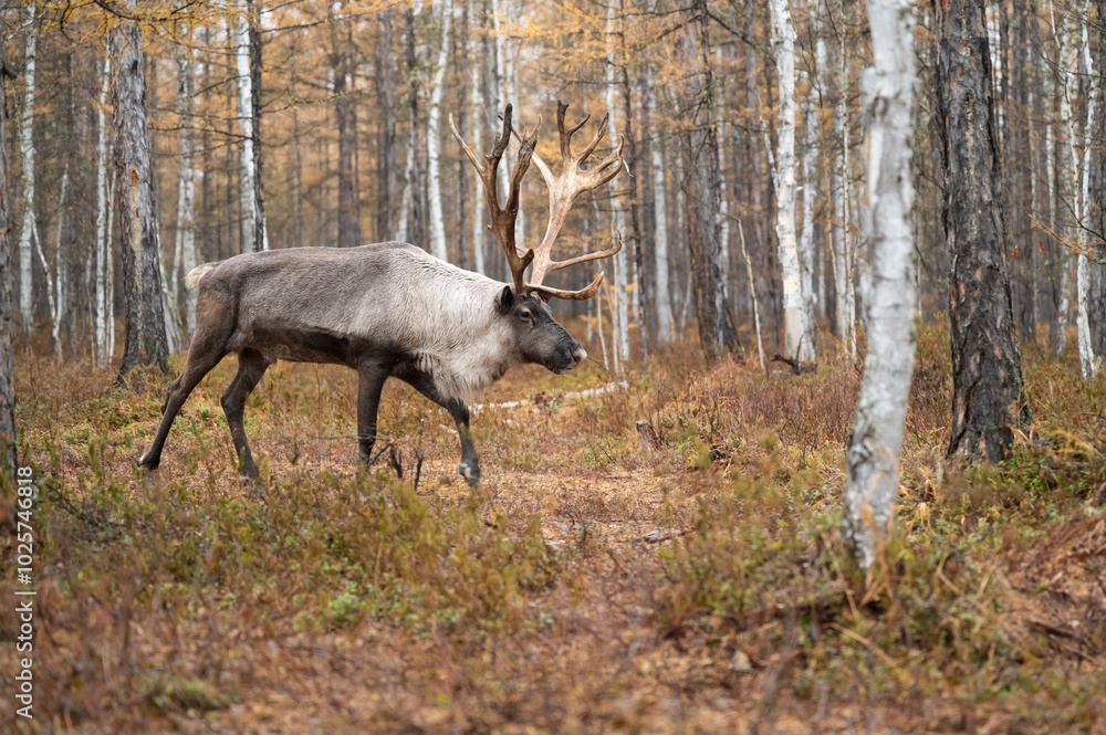 The Reindeer in the woods