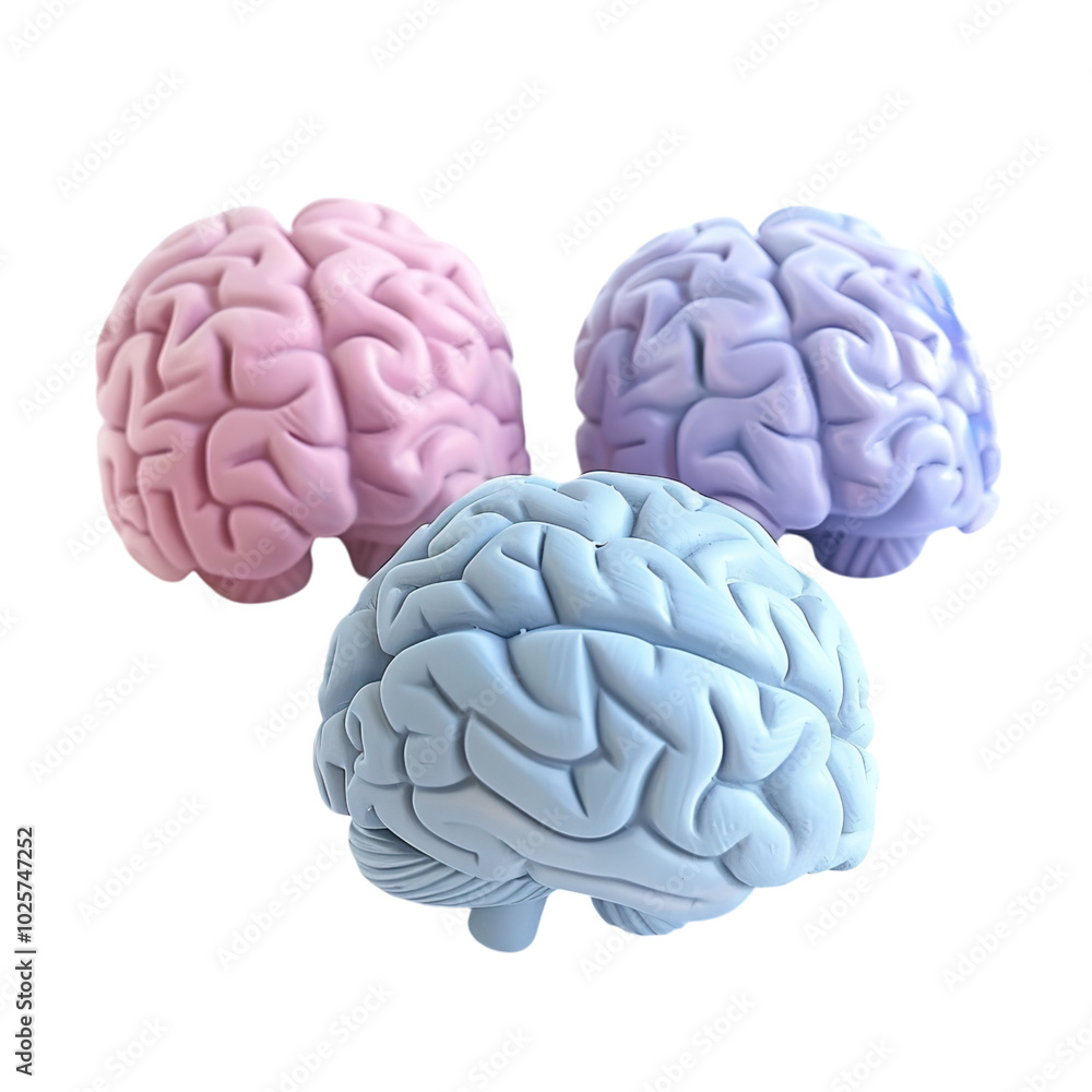human brain model human brain model