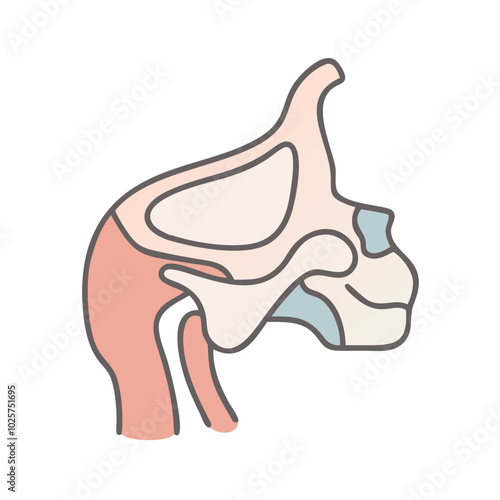 Icon of anatomy in medical science