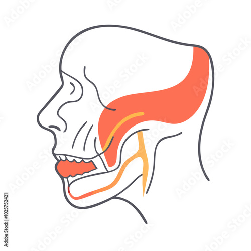 Icon of anatomy in medical science