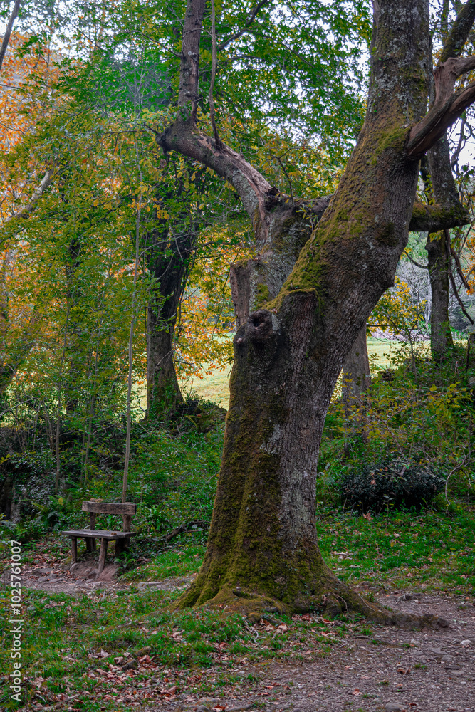 Zugarramurdi Forest. Navarre. Spain Zugarramurdi Forest. Navarre. Spain