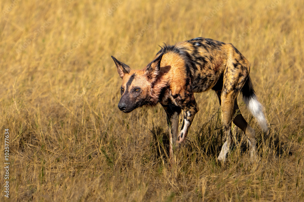 African Wild Dog, Lycaon pictus, african painted dog with bloody head after the hunt, Moremi game reserve, Botswana, Africa African Wild Dog, Lycaon pictus, african painted dog with bloody head after the hunt, Moremi game reserve, Botswana, Africa
