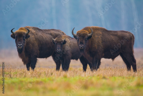 Photography European Bison in Białowieża Forest, Poland