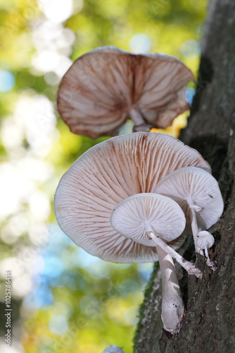 Closeup on the underside of a porcelain fungus, Oudemansiella mucida growing on a tree