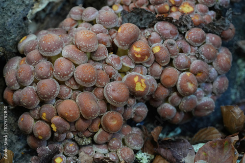 Closeup on a group of a of brick cachestnut cap or red woodlover mishrooms, Hypholoma lateritium in the fall photo