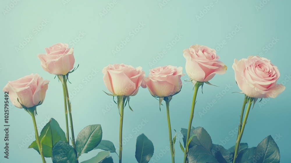 Obraz premium Pink roses bouquet against blue background, delicate petals, green leaves