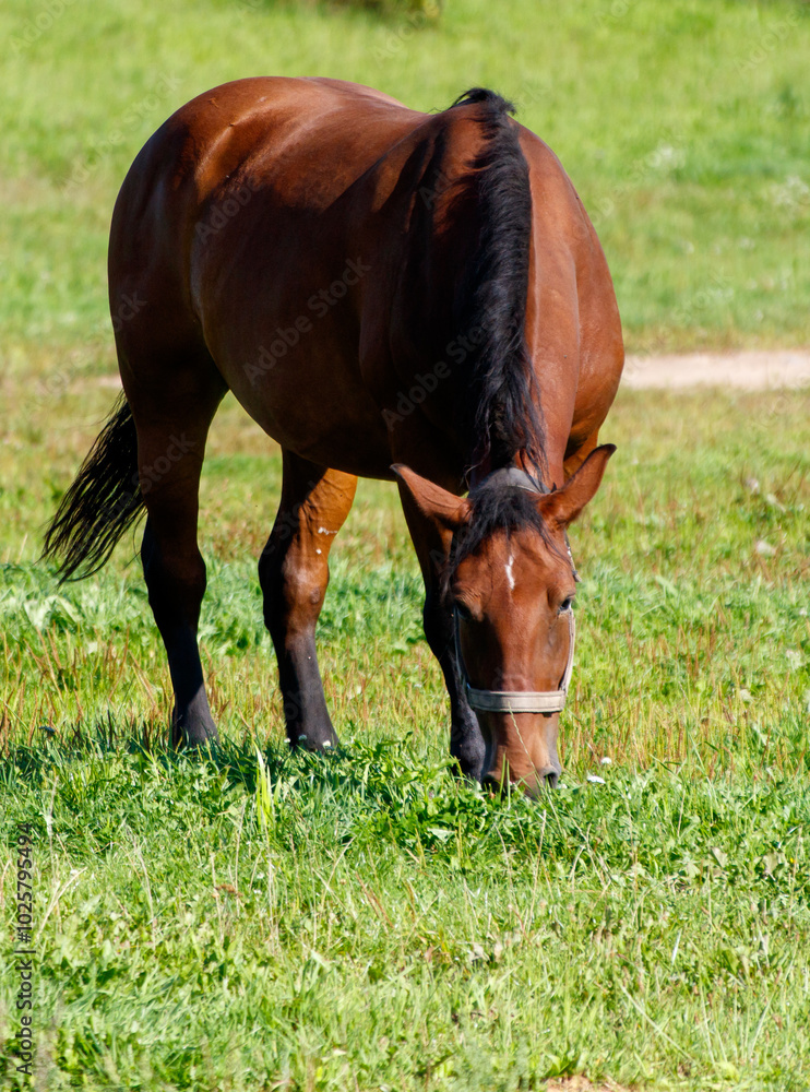 A brown horse is grazing in a field of grass A brown horse is grazing in a field of grass