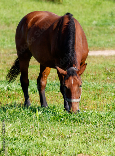 A brown horse is grazing in a field of grass