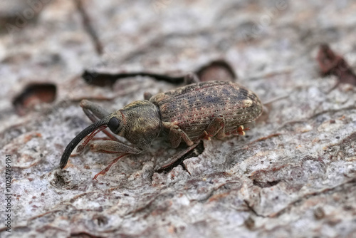 Close-up of a European Dorytomus longimanus, Weevil on Textured Surface