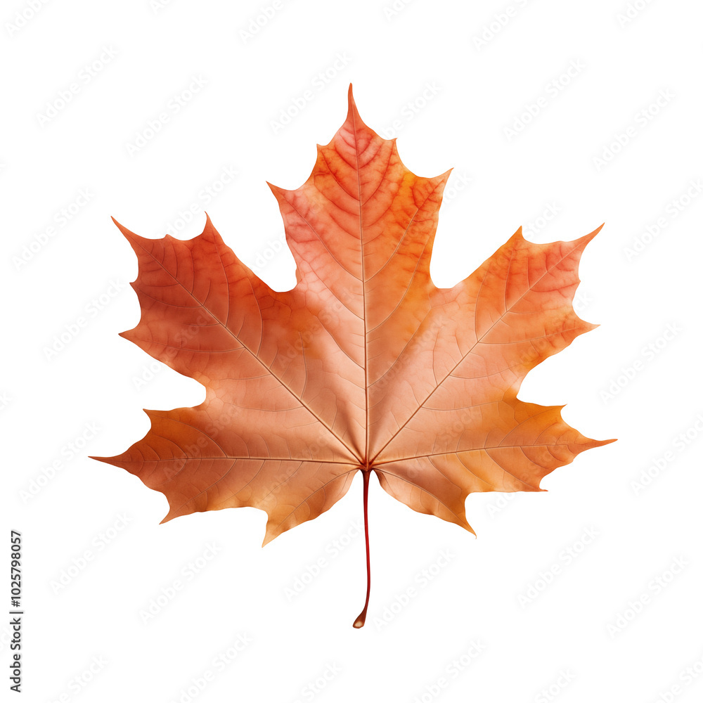 A vibrant orange maple leaf showcasing intricate details against a plain background during autumn's peak
