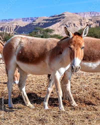 Onager (Equus hemionus) is semi-domesticated donkey, it inhabits nature reser...