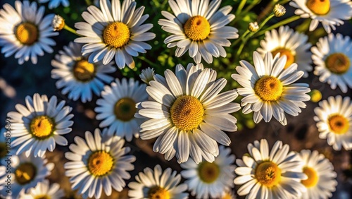 Close-up shot of daisies with selective focus and raised shadows