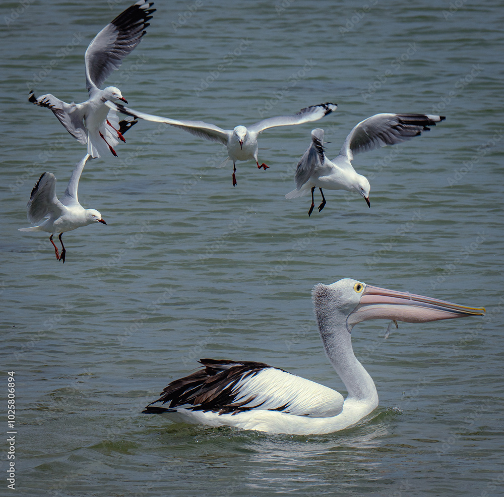 Obraz premium Seagulls attacking a Pelican
