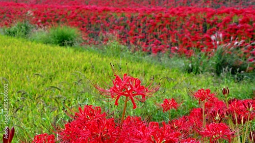 鮮やかな彼岸花