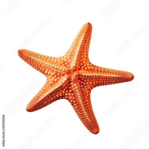 Bright orange starfish resting on a white surface with distinct texture and shape, highlighting marine beauty and biodiversity