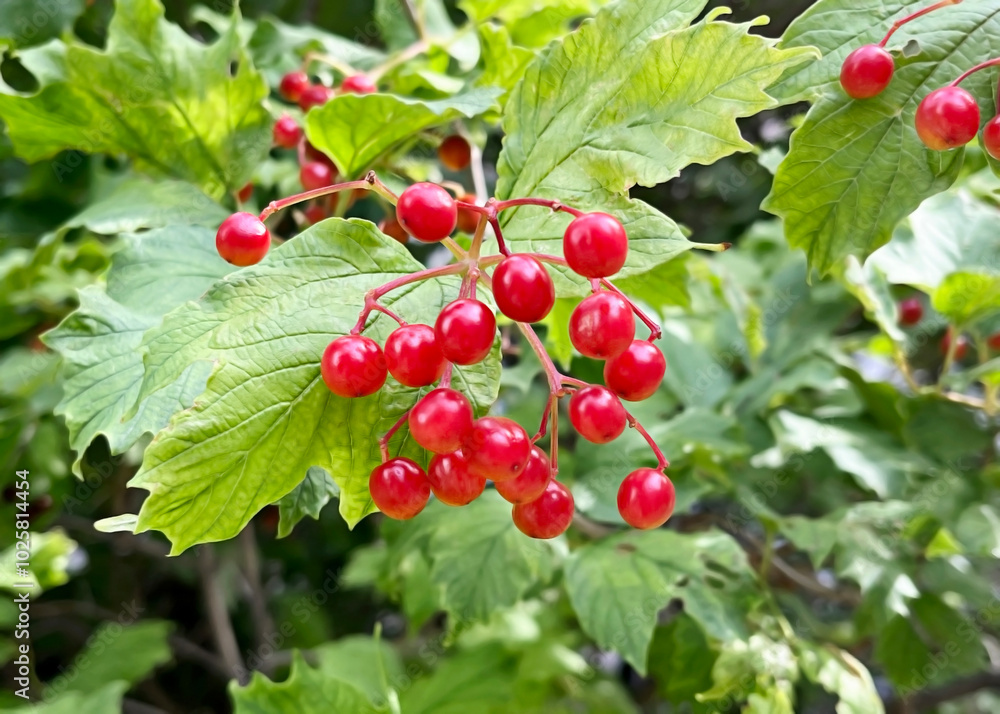 ripe red viburnum berries hanging on a branch of a viburnum bush ripe red viburnum berries hanging on a branch of a viburnum bush