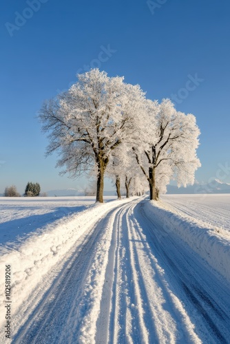 a snowy road with trees in the distance