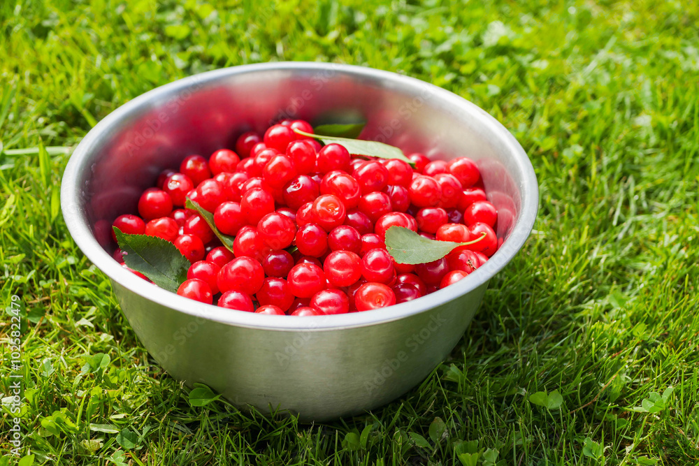 Ripe fresh cherry harvested from a tree in stainless steel bucket on green grass. Fine high quality organic product with rich color ready for consumption. Summer time vibe and mood. Ripe fresh cherry harvested from a tree in stainless steel bucket on green grass. Fine high quality organic product with rich color ready for consumption. Summer time vibe and mood.