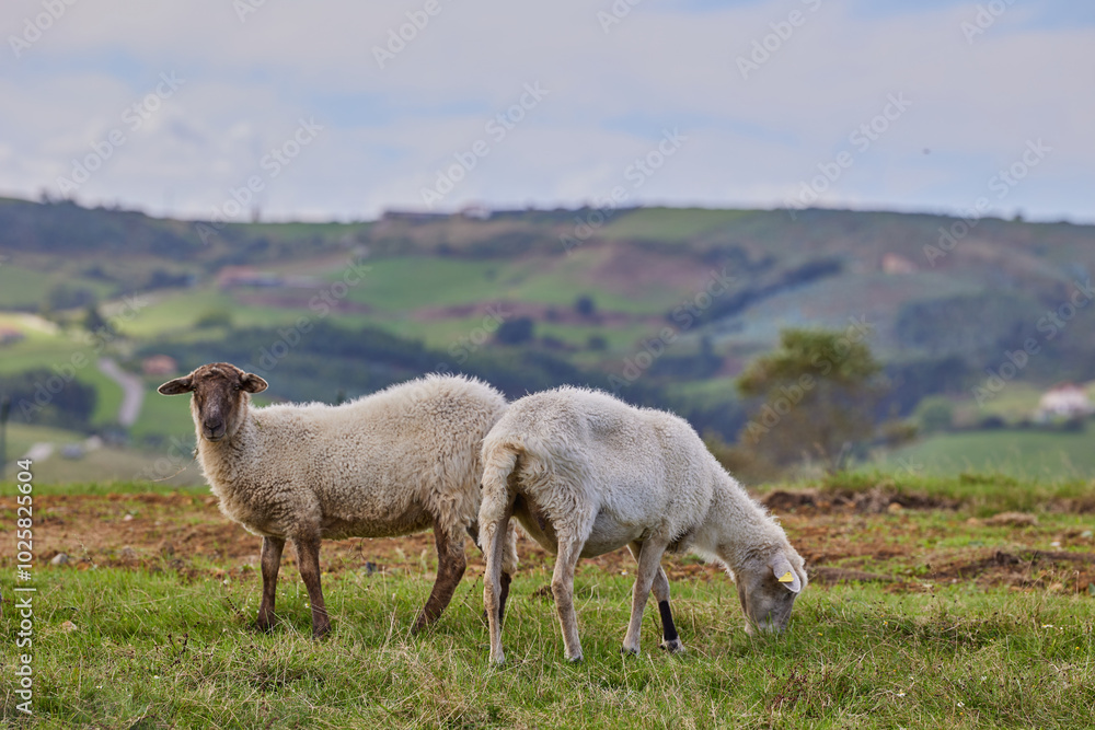 Fototapeta premium A flock of white sheep is grazing in a meadow