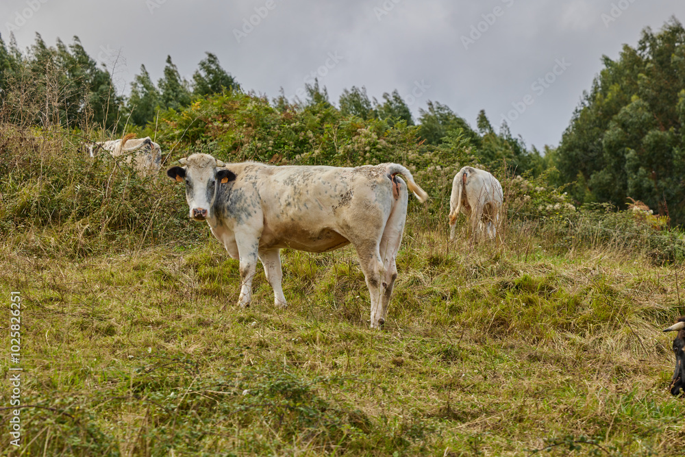 Group of white cow is grazing on a green meadow Group of white cow is grazing on a green meadow