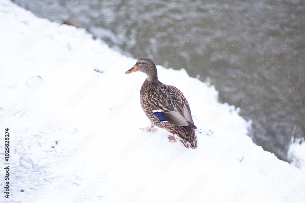 a wild duck on a snow-covered river bank a wild duck on a snow-covered river bank