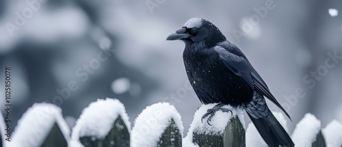  Black bird atop snow-covered wooden fence, near tree and fence post in background