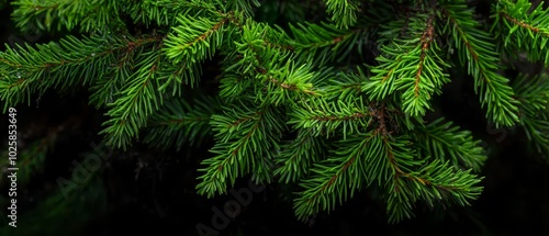  A tight shot of a pine branch teeming with lush green needles and tiny brown cone tips