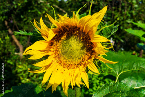 Sunflower in the garden