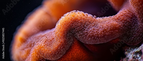  A tight shot of an orange coral, beaded with water droplets on its surface, and a starfish silhouetted in the backdrop photo