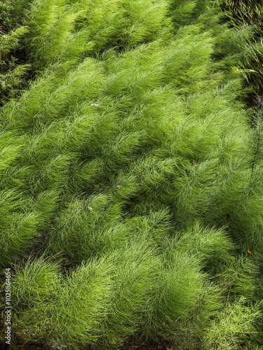 Forest Hornwort coontail weed in water photo