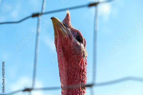 Close up portrait of live turkey face. Very cute adorable looking turkey